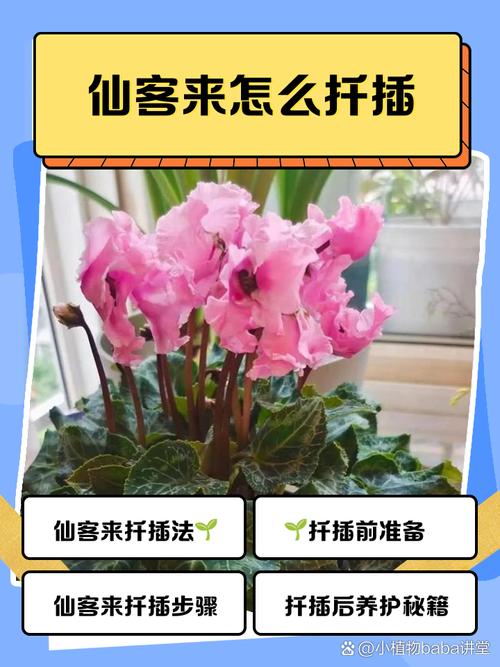 仙客来扦插方法？仙客来叶片扦插视频？-第5张图片-优品飞百科