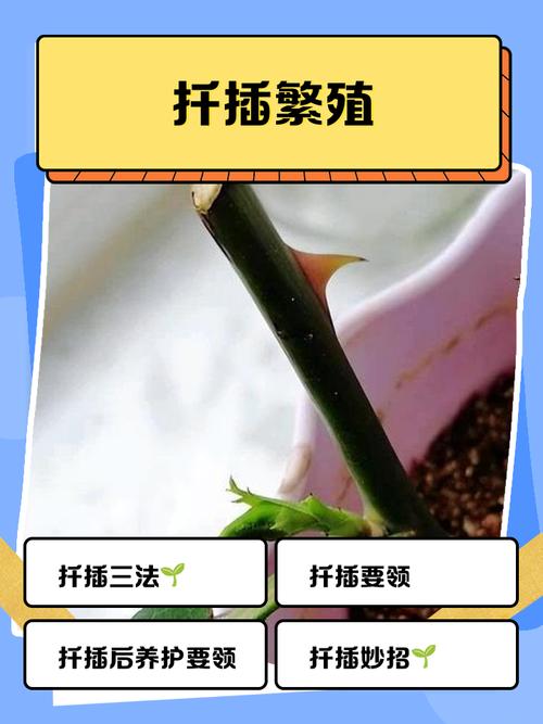 仙客来扦插方法？仙客来叶片扦插视频？-第7张图片-优品飞百科