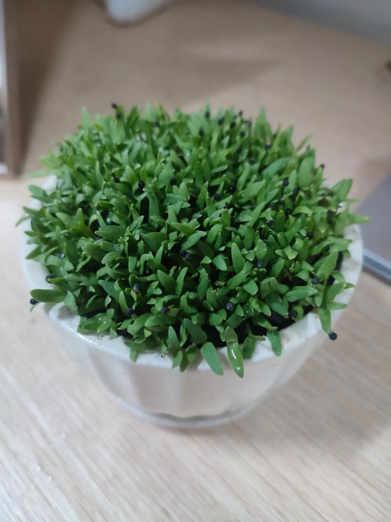 满天星小苗移栽后枯萎怎么办，换盆后浇水吗？满天星幼苗长几天为什么会蔫了？-第2张图片-优品飞百科