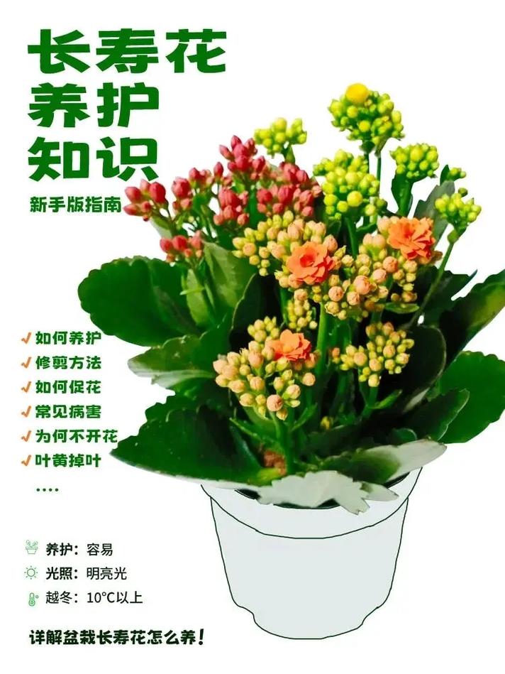 盆栽长寿花的养殖方法和注意事项，盆栽长寿花的养殖方法和注意事项视频？