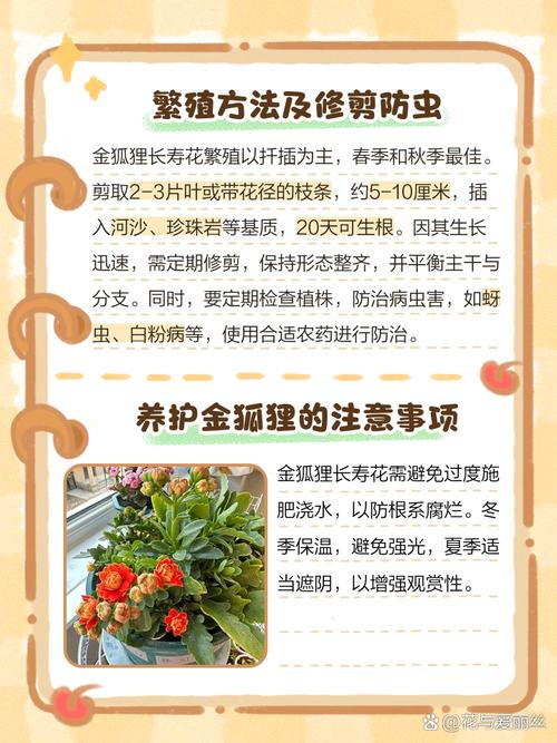 盆栽长寿花的养殖方法和注意事项，盆栽长寿花的养殖方法和注意事项视频？-第2张图片-优品飞百科