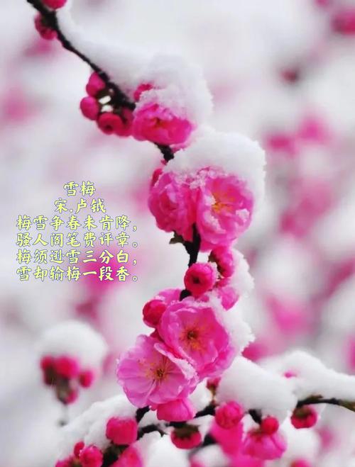 独占春冬天养殖的禁忌，独占春是什么兰-第5张图片-优品飞百科