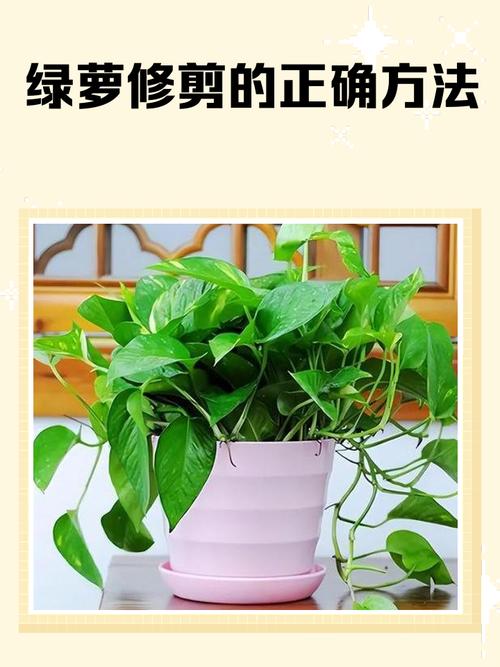 绿萝叶子卷起来怎么办，绿萝叶子卷起来是什么情况