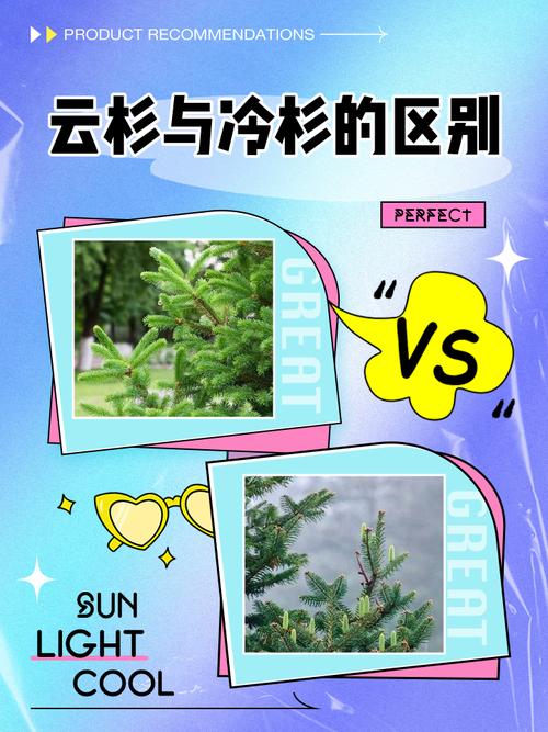 冷杉和云杉的区别，冷杉和云杉的区别图片？