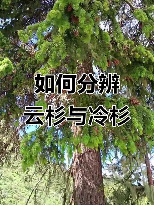 冷杉和云杉的区别，冷杉和云杉的区别图片？-第2张图片-优品飞百科