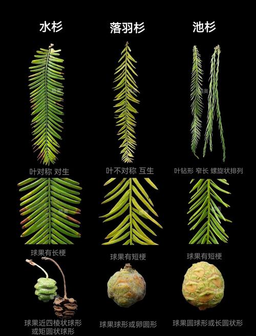 冷杉和云杉的区别，冷杉和云杉的区别图片？-第4张图片-优品飞百科