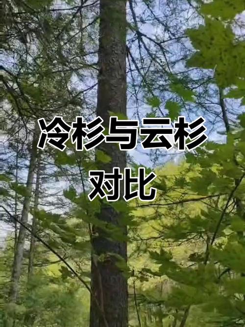 冷杉和云杉的区别，冷杉和云杉的区别图片？-第5张图片-优品飞百科