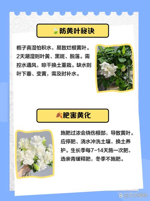栀子花花瓣发黄怎么办，栀子花花朵变黄了怎么办啊？-第2张图片-优品飞百科