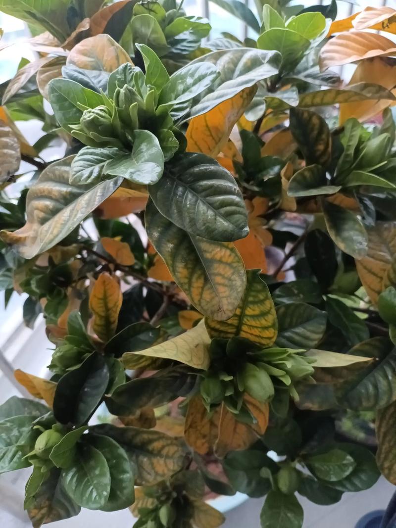 栀子花花瓣发黄怎么办，栀子花花朵变黄了怎么办啊？-第3张图片-优品飞百科