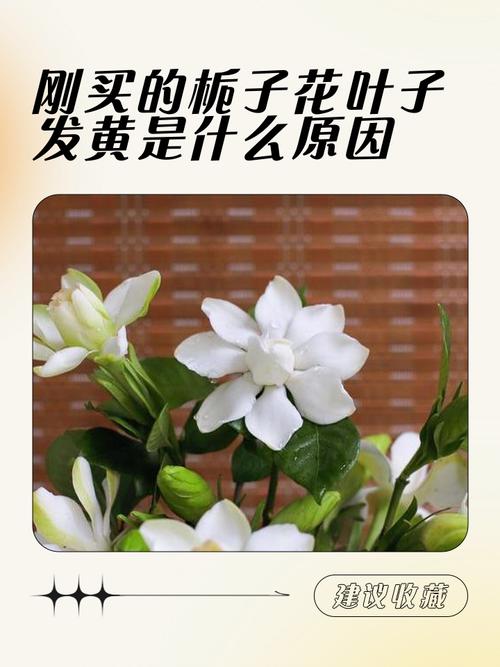 栀子花花瓣发黄怎么办，栀子花花朵变黄了怎么办啊？-第4张图片-优品飞百科