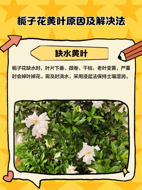 栀子花花瓣发黄怎么办，栀子花花朵变黄了怎么办啊？-第5张图片-优品飞百科