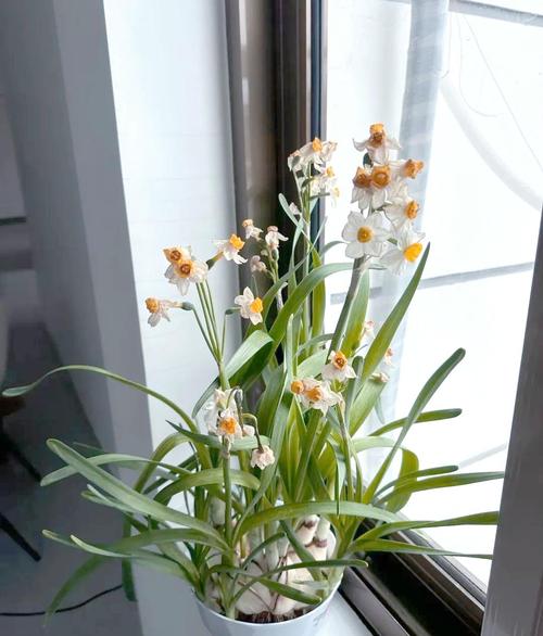 常见的夏季休眠花卉，夏季休眠的盆栽花卉？