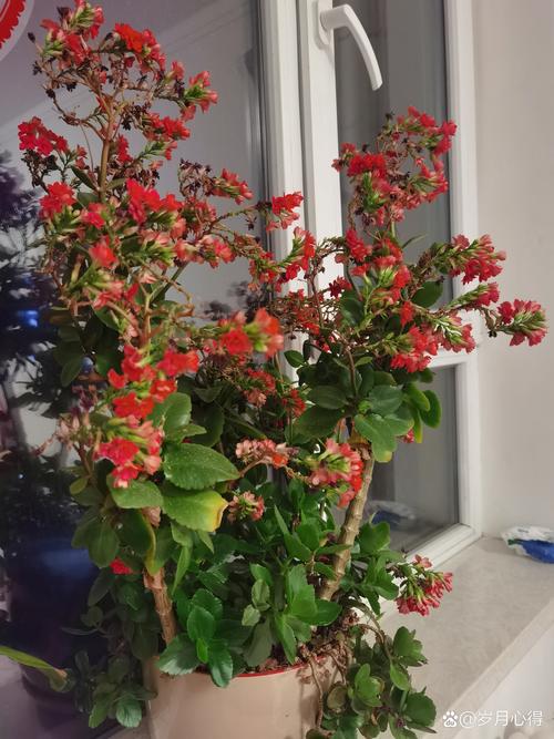 常见的夏季休眠花卉，夏季休眠的盆栽花卉？-第2张图片-优品飞百科