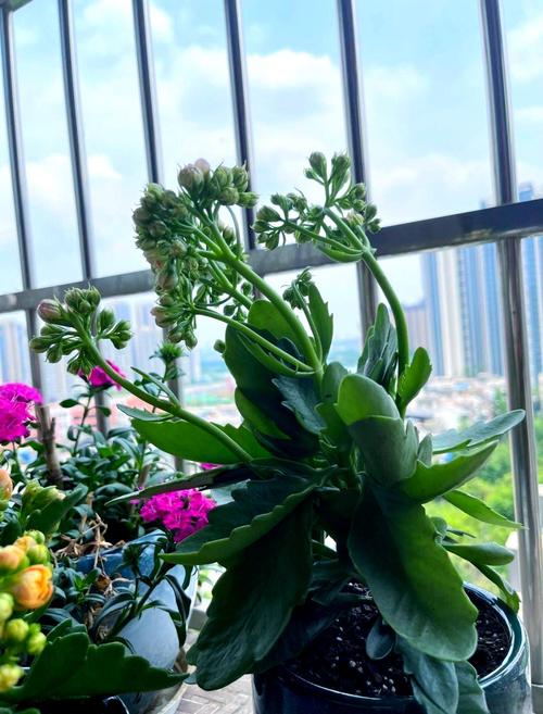 常见的夏季休眠花卉，夏季休眠的盆栽花卉？-第3张图片-优品飞百科