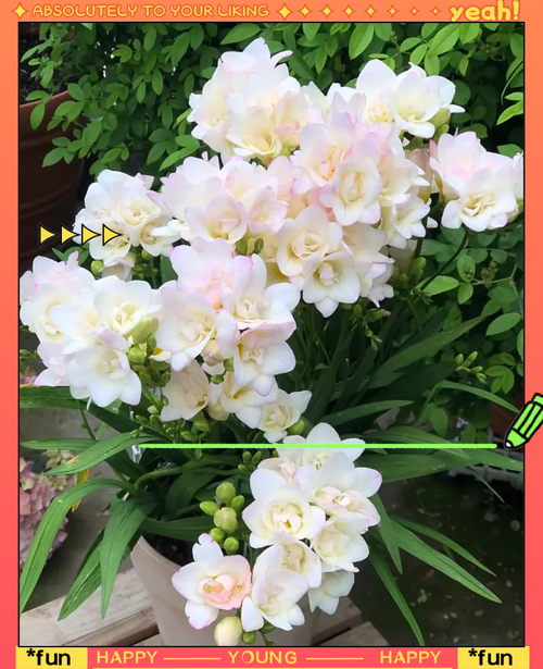 常见的夏季休眠花卉，夏季休眠的盆栽花卉？-第5张图片-优品飞百科