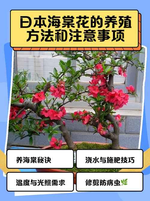 海棠花的养殖方法?重瓣海棠花的养殖方法?-第2张图片-优品飞百科 海棠花的养殖方法?重瓣海棠花的养殖方法?-第2张图片-优品飞百科