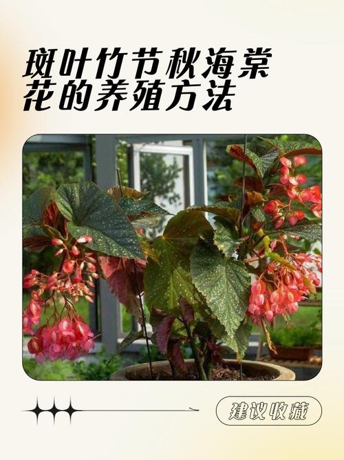 海棠花的养殖方法?重瓣海棠花的养殖方法?-第3张图片-优品飞百科 海棠花的养殖方法?重瓣海棠花的养殖方法?-第3张图片-优品飞百科