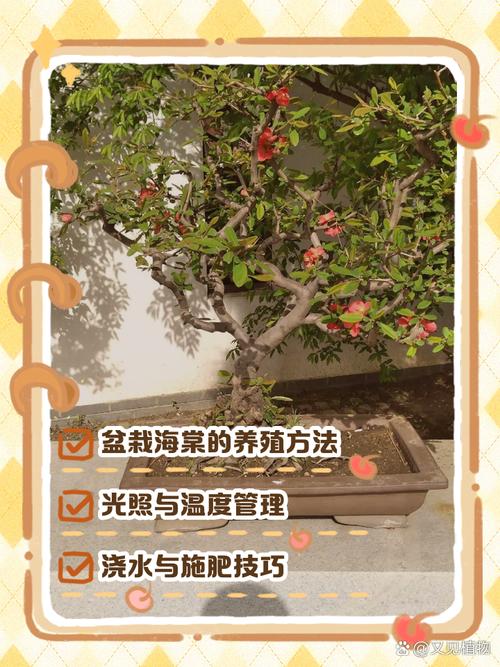 海棠花的养殖方法?重瓣海棠花的养殖方法?-第5张图片-优品飞百科 海棠花的养殖方法?重瓣海棠花的养殖方法?-第5张图片-优品飞百科