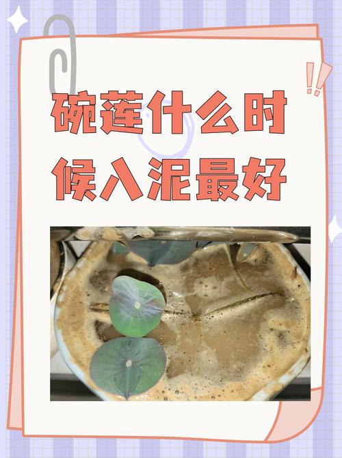 碗莲可以用沙子养吗？碗莲可以用沙子养吗视频？