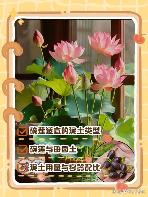 碗莲可以用沙子养吗？碗莲可以用沙子养吗视频？-第3张图片-优品飞百科