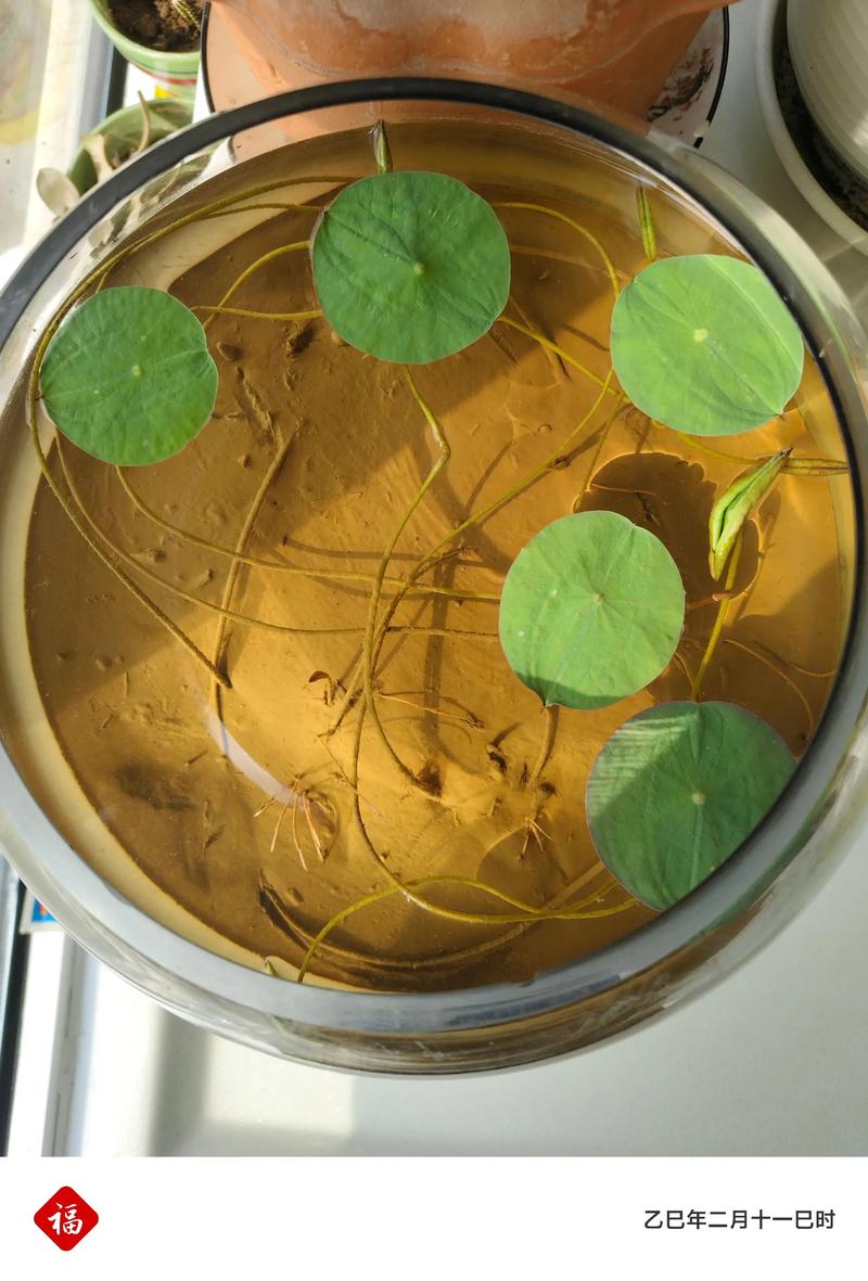 碗莲可以用沙子养吗？碗莲可以用沙子养吗视频？-第4张图片-优品飞百科