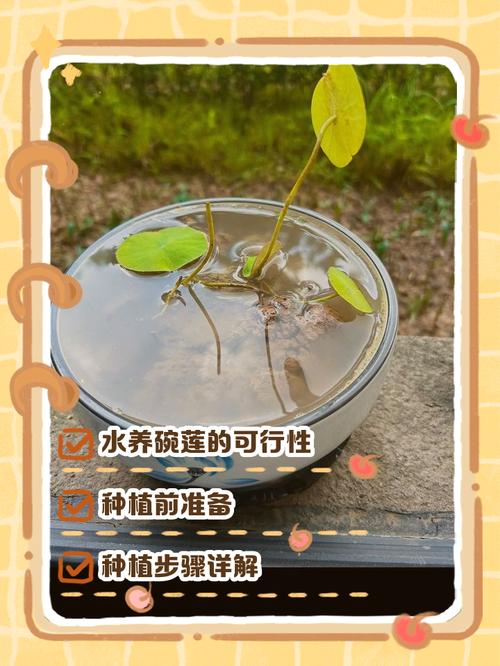 碗莲可以用沙子养吗？碗莲可以用沙子养吗视频？-第5张图片-优品飞百科