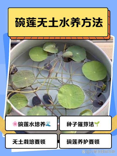 碗莲可以用沙子养吗？碗莲可以用沙子养吗视频？-第6张图片-优品飞百科