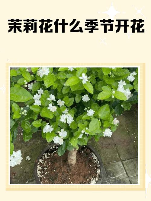 茉莉什么季节开花，垂柳茉莉什么季节开花？-第2张图片-优品飞百科
