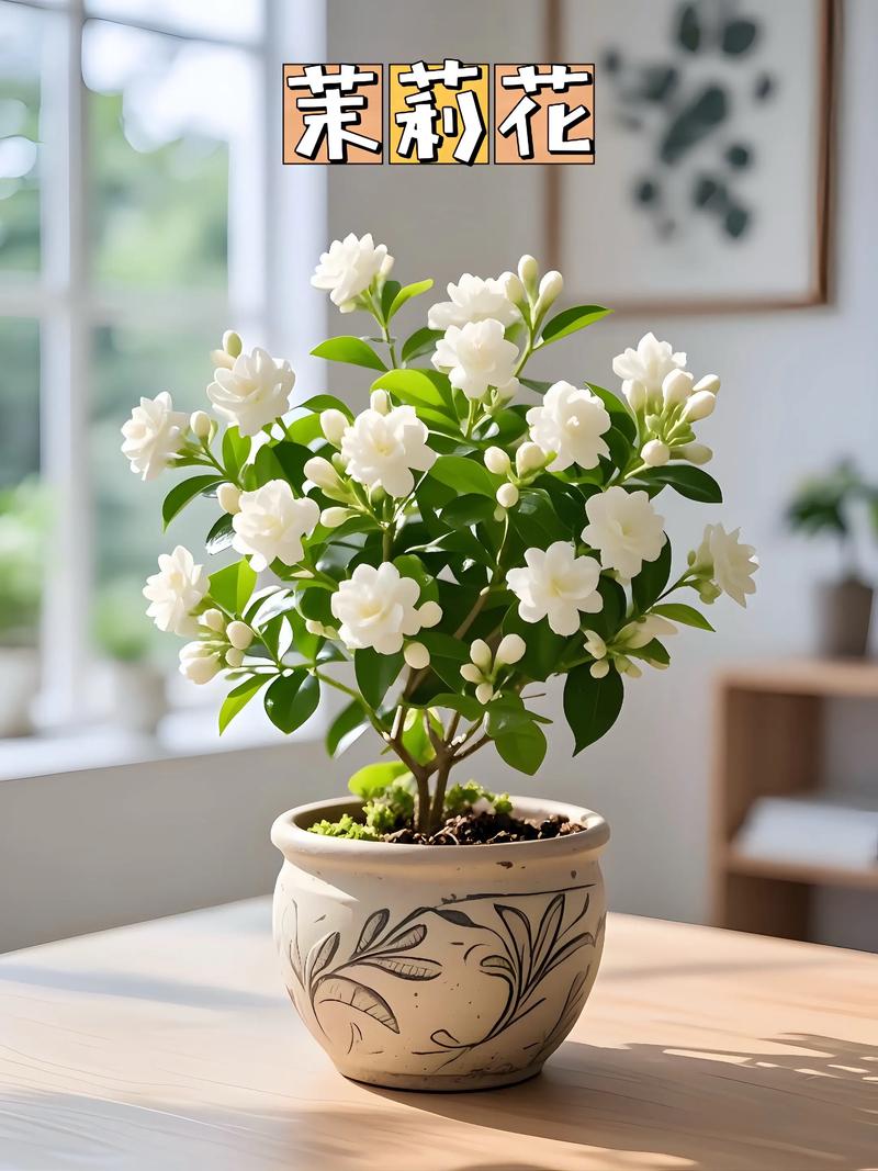 茉莉什么季节开花，垂柳茉莉什么季节开花？-第4张图片-优品飞百科