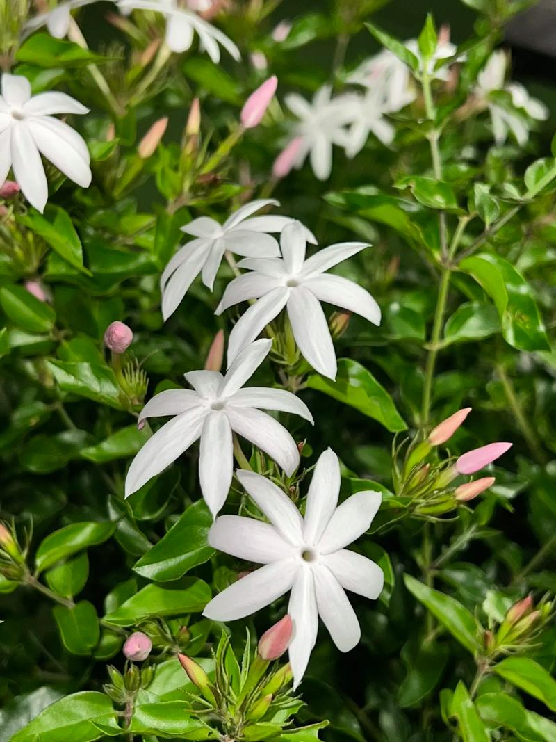 茉莉什么季节开花，垂柳茉莉什么季节开花？-第6张图片-优品飞百科