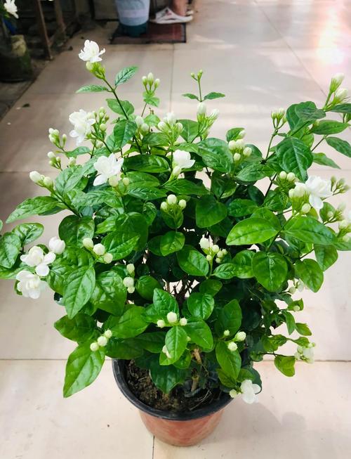 茉莉什么季节开花，垂柳茉莉什么季节开花？-第7张图片-优品飞百科