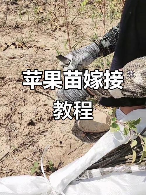 苹果种子如何育苗？苹果种子育苗步骤？