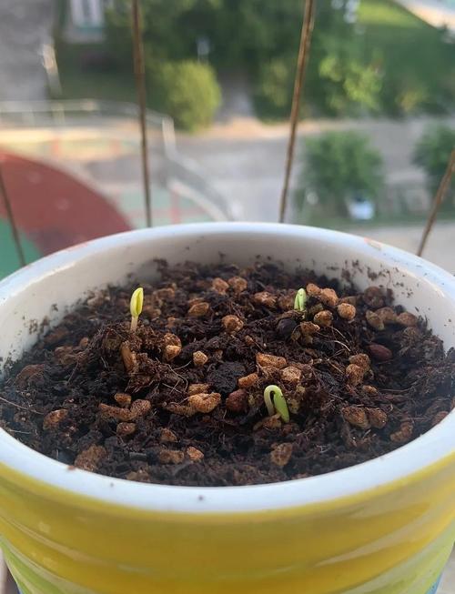 苹果种子如何育苗?苹果种子育苗步骤?-第2张图片-优品飞百科 苹果种子如何育苗?苹果种子育苗步骤?-第2张图片-优品飞百科