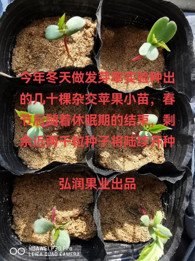 苹果种子如何育苗?苹果种子育苗步骤?-第3张图片-优品飞百科 苹果种子如何育苗?苹果种子育苗步骤?-第3张图片-优品飞百科