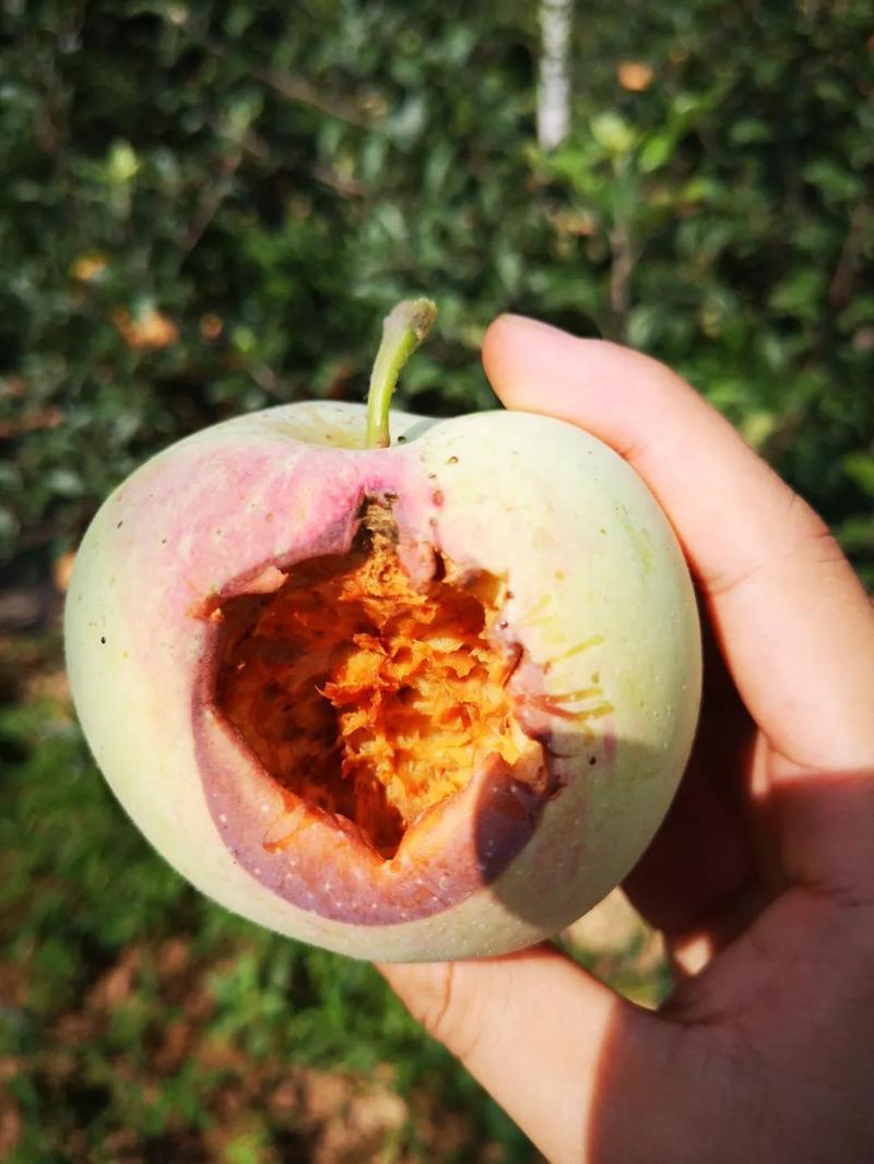 苹果种子如何育苗?苹果种子育苗步骤?-第4张图片-优品飞百科 苹果种子如何育苗?苹果种子育苗步骤?-第4张图片-优品飞百科