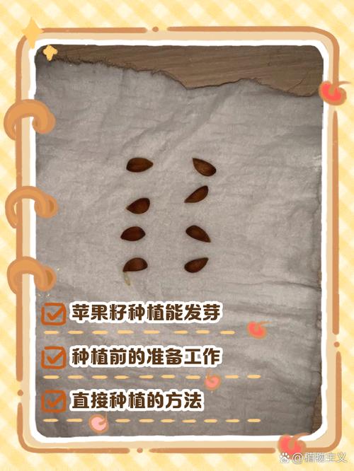 苹果种子如何育苗?苹果种子育苗步骤?-第5张图片-优品飞百科 苹果种子如何育苗?苹果种子育苗步骤?-第5张图片-优品飞百科