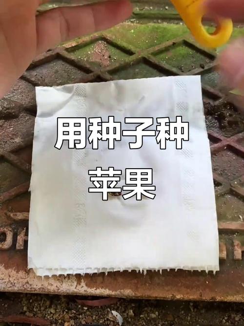 苹果种子如何育苗?苹果种子育苗步骤?-第6张图片-优品飞百科 苹果种子如何育苗?苹果种子育苗步骤?-第6张图片-优品飞百科