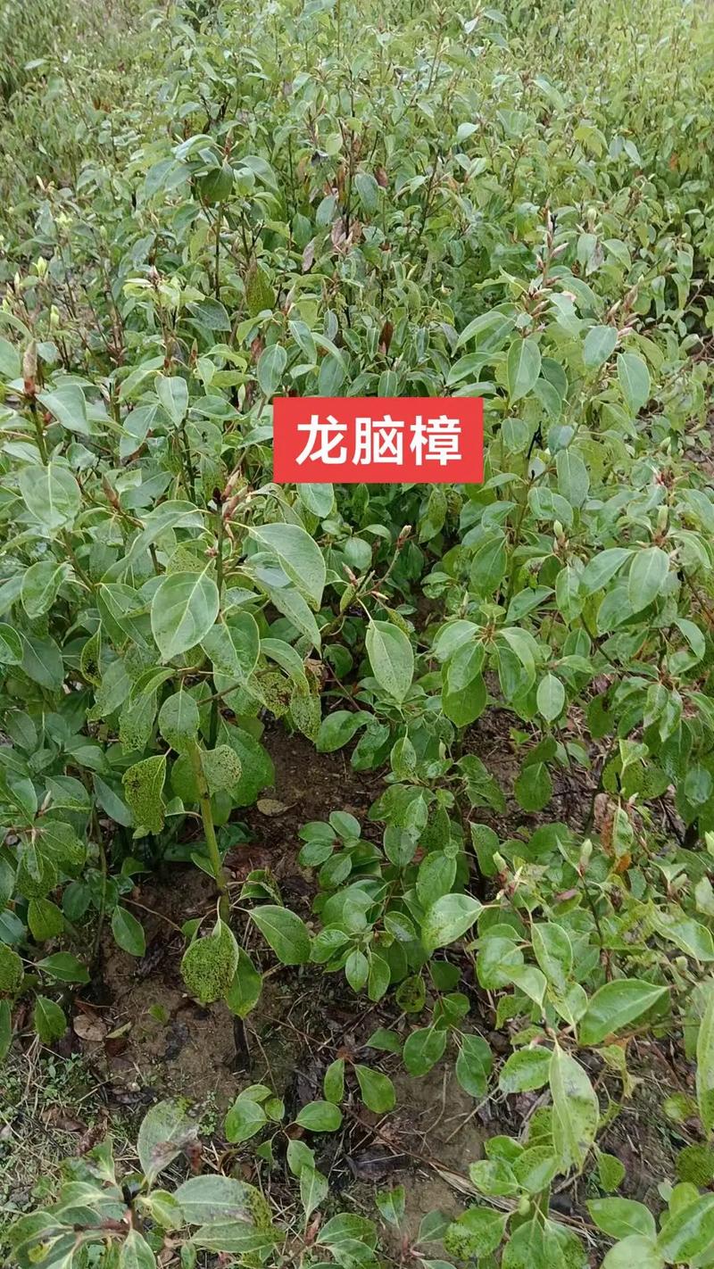 龙脑樟树苗多少钱，和香樟的区别是什么的简单介绍