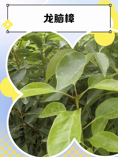 龙脑樟树苗多少钱,和香樟的区别是什么的简单介绍-第2张图片-优品飞百科 龙脑樟树苗多少钱,和香樟的区别是什么的简单介绍-第2张图片-优品飞百科