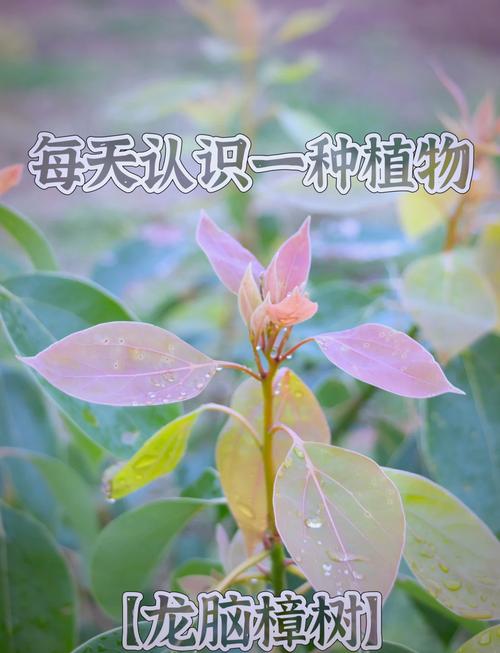 龙脑樟树苗多少钱,和香樟的区别是什么的简单介绍-第3张图片-优品飞百科 龙脑樟树苗多少钱,和香樟的区别是什么的简单介绍-第3张图片-优品飞百科