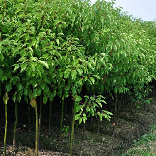 龙脑樟树苗多少钱,和香樟的区别是什么的简单介绍-第4张图片-优品飞百科 龙脑樟树苗多少钱,和香樟的区别是什么的简单介绍-第4张图片-优品飞百科