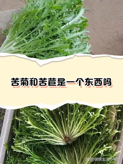 雪里蕻和苦菊怎么区分，雪里蕻苦怎么回事-第3张图片-优品飞百科