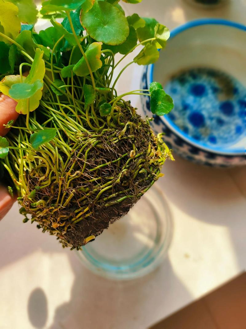 铜钱草浇水的正确方法，铜钱草用什么水浇好？