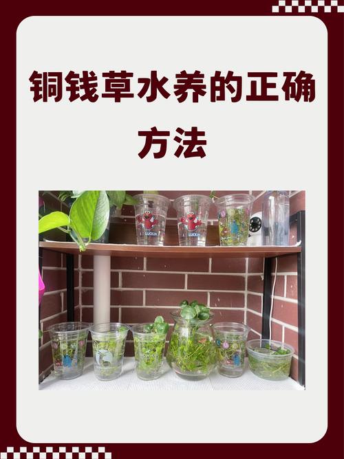 铜钱草浇水的正确方法，铜钱草用什么水浇好？-第2张图片-优品飞百科