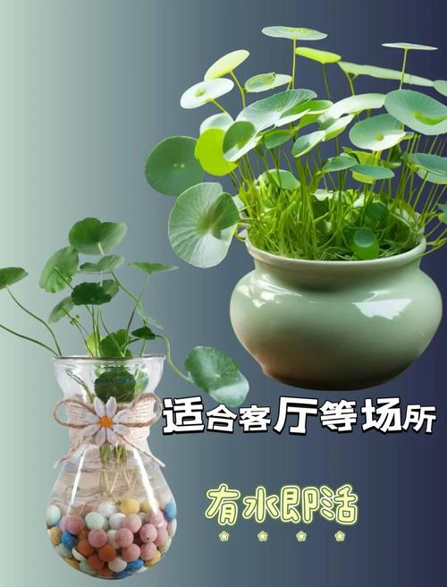 铜钱草浇水的正确方法，铜钱草用什么水浇好？-第4张图片-优品飞百科