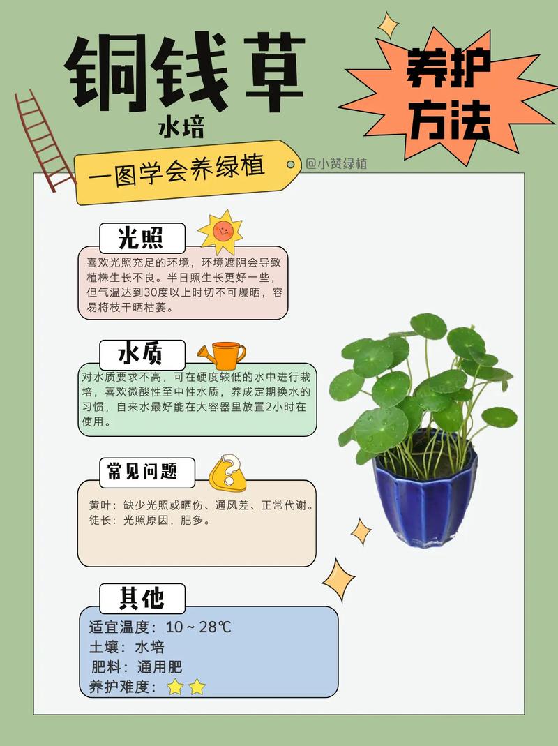 铜钱草浇水的正确方法，铜钱草用什么水浇好？-第5张图片-优品飞百科