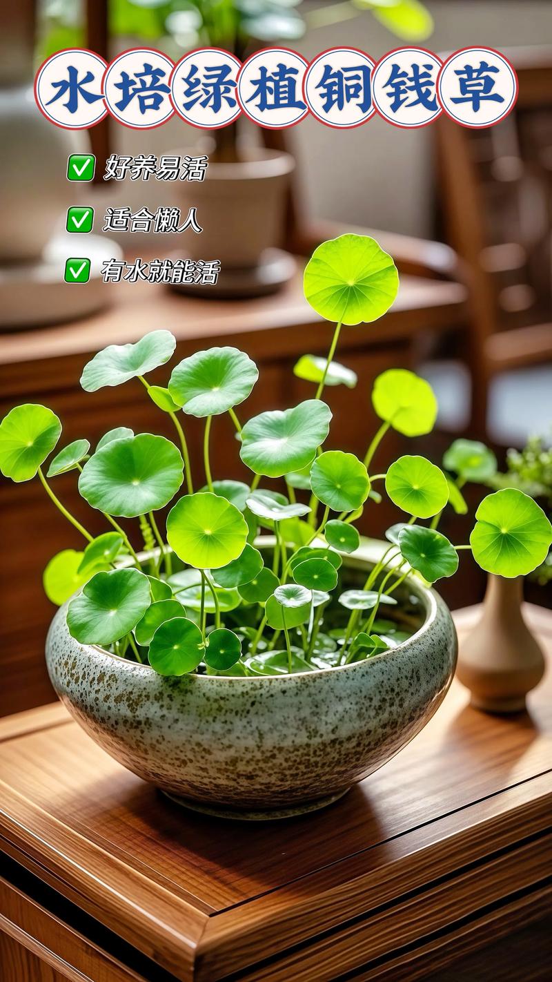 铜钱草浇水的正确方法，铜钱草用什么水浇好？-第6张图片-优品飞百科