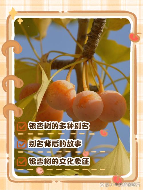 银杏树还叫什么名字，银杏树还有别的名字吗