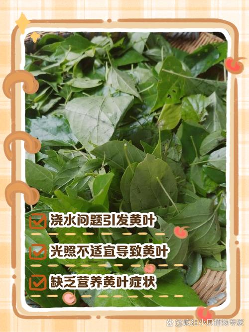 五色梅的叶片发黄是怎么回事，五色梅黄叶怎么办？-第2张图片-优品飞百科