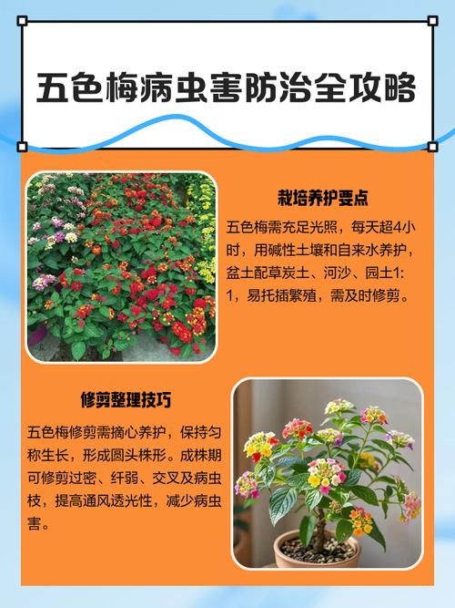 五色梅的叶片发黄是怎么回事，五色梅黄叶怎么办？-第3张图片-优品飞百科